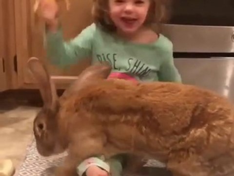 Ce lapin est plus gros que la petite fille !