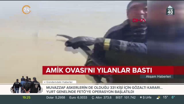 Amik Ovası'nı yılanlar bastı