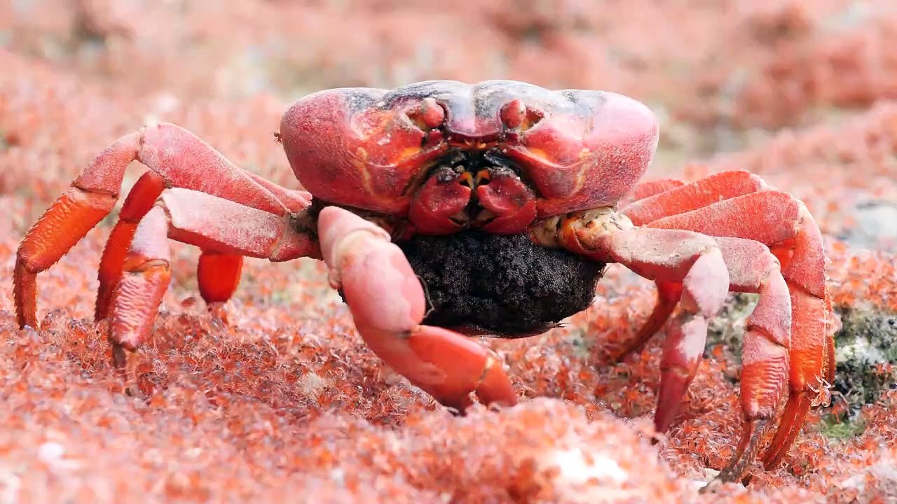 Female Crab Eats Young on the Run
