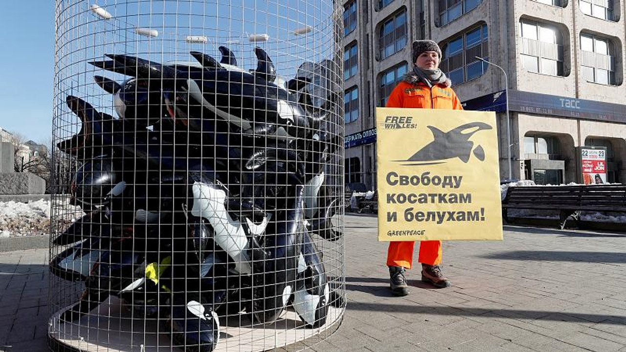 Зоозащитники требуют ускорить решение вопроса о "китовой тюрьме" в Приморье