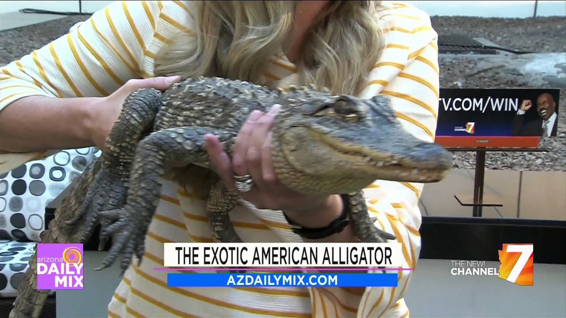 ⁣The Exotic American Alligator