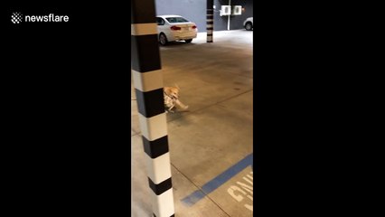 Partially-paralysed dog Scooty enthusiastically greets 'uncle'