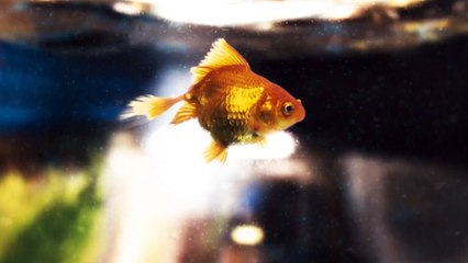 Asteroids: Outpost - Early access