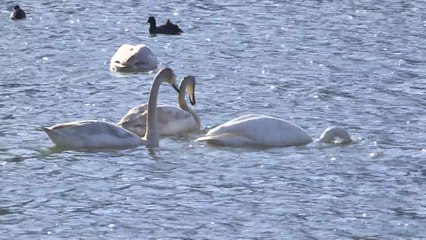 "천연기념물 고니도..." 태화강 찾는 철새들 / YTN