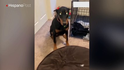 Estos perros tienen cara de no romper un plato, pero destrozaron un sofá