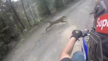 Un motard frôlé par un lion de montagne dans l'Oregon
