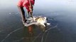 Ces russes sauvent un chien piégé sur un lac gelé