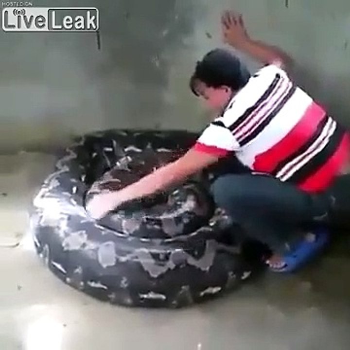 Elle nettoie son python géant qui vient de muer