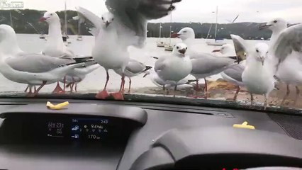 Comment rendre folles des mouettes... Tellement drôle