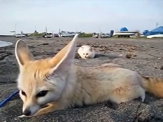 Un chat veut faire une blague à un petit renard