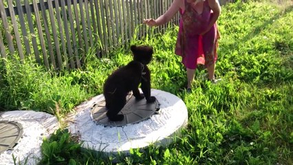 Avoir un ourson de compagnie... En russie c'est possible