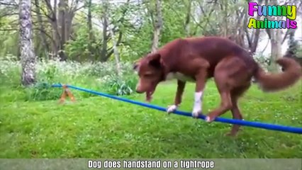 ♥Funniest Dogs Ever - Most Funny Puppies Compilation♥ Part (10)