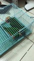 Clever Birds Make Great Escape Artists