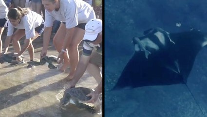 Sea Turtle Rescue & Swimming With Giant Manta Ray