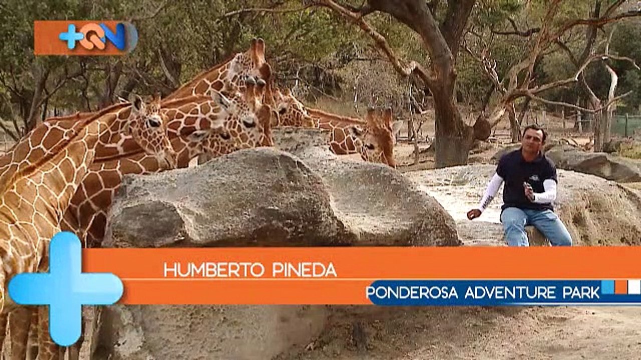 tn7-“Taco”, el guardián de las jirafas liberianas-190219