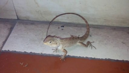 Chameleon video. caméléon vidéo.