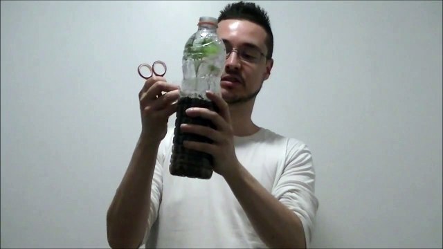 [FERME URBAINE] 28 mai 2017 (Physalis pruinosa)