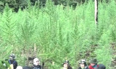 BNN Musnahkan 1,5 Hektar Ladang Ganja Siap Panen
