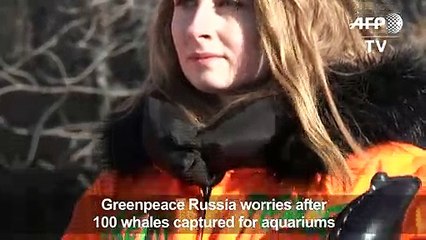 100 whales captured in Russia for aquariums