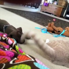 Funny video of cat fight with dog for food,, very amazing