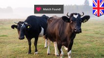 Tudder, Aplikasi cari jodoh untuk sapi - TomoNews