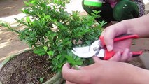Bonsai tree care: How to create beautiful roots for bonsai