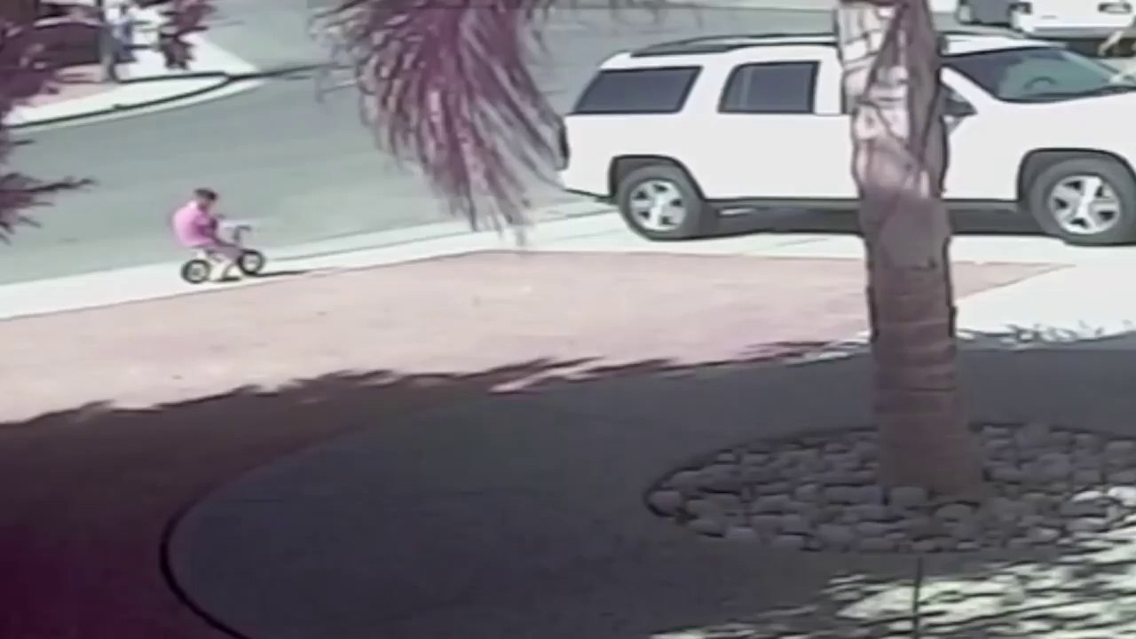 Hero Cat Saves Toddler From Dog Attack