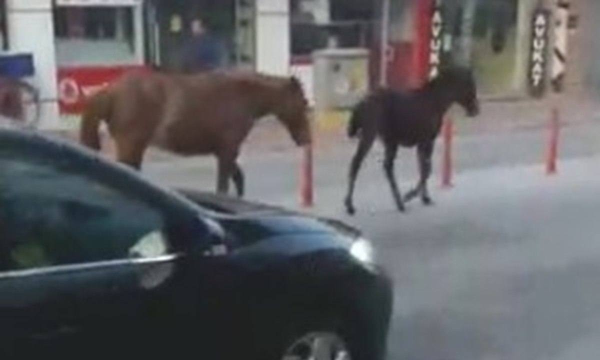 Şehrin en işlek caddesinde şaşırtan görüntü