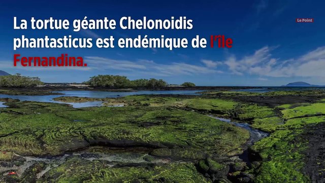Une tortue géante que l'on pensait éteinte découverte aux Galapagos