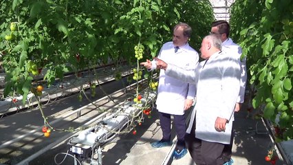 Topraksız tarımda ikinci dikim başladı - İSTANBUL