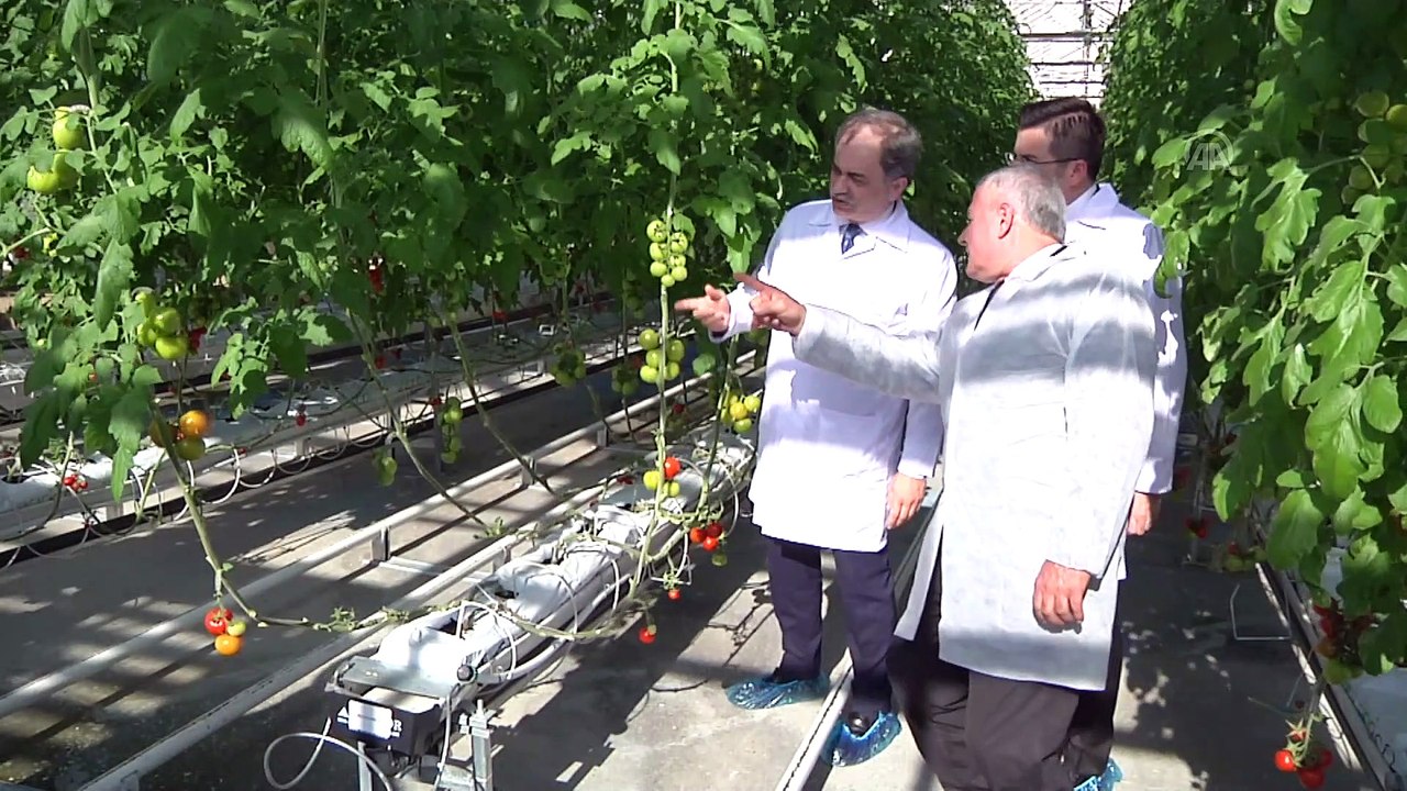 Topraksız tarımda ikinci dikim başladı - İSTANBUL