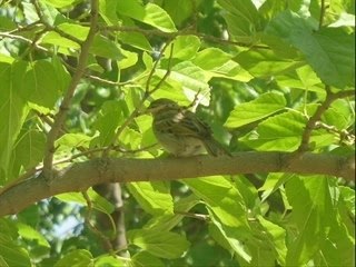 Oflu rizeli bayburtlu