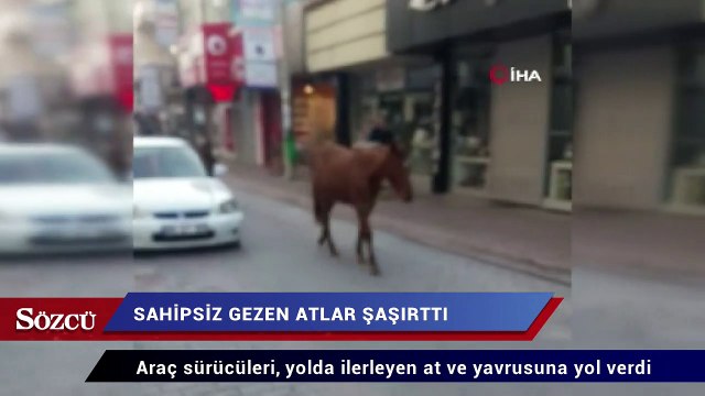 Sahipsiz gezinen atlar görenleri şaşırttı