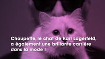 Découvrez le quotidien de Choupette, le chat millionnaire de Karl Lagerfeld