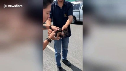Drivers stop traffic to rescue kitten from underneath car on Thai motorway