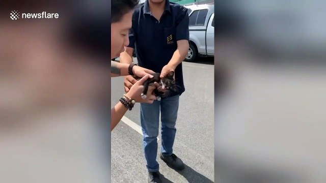 Drivers stop traffic to rescue kitten from underneath car on Thai motorway