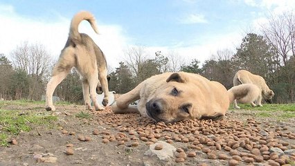 İstanbul'da 300 bin sokak hayvanının bakımı nasıl yapılıyor?