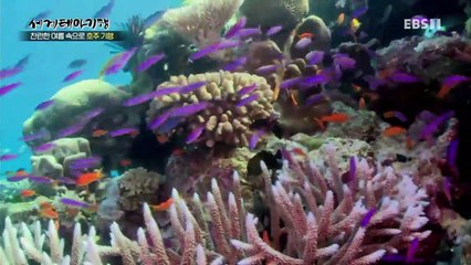 세계테마기행 - 찬란한 여름 속으로 호주 기행 3부- 비밀의 낙원 케언스_#002