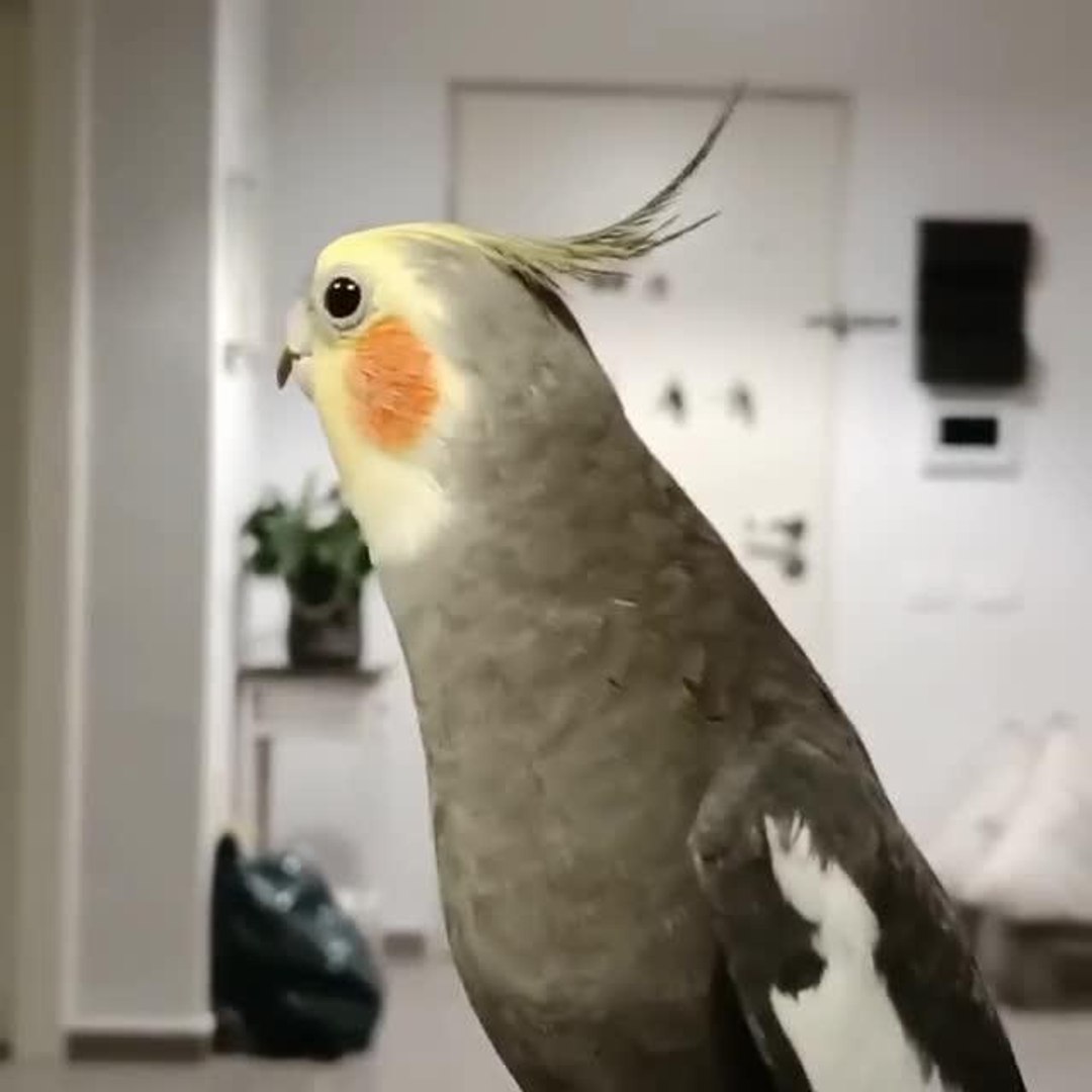 ⁣Cockatiel Whistles a Joyous Tune