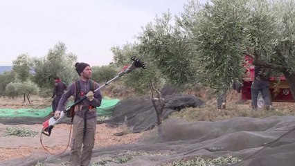 Ce village espagnol a été sauvé de l'abandon grâce à une application pour parrainer des arbres