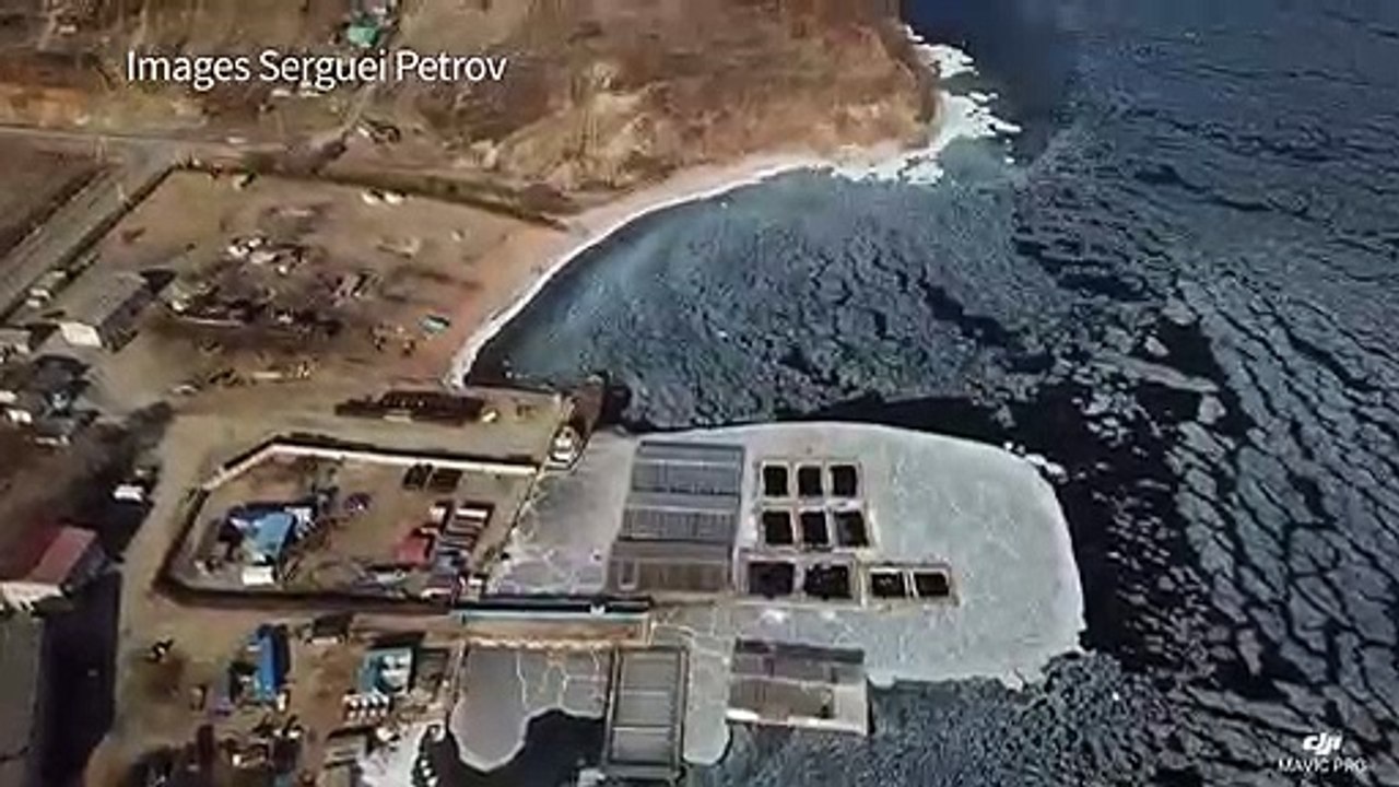 Russie:Greenpeace s'inquiète pour les mammifères marins captifs