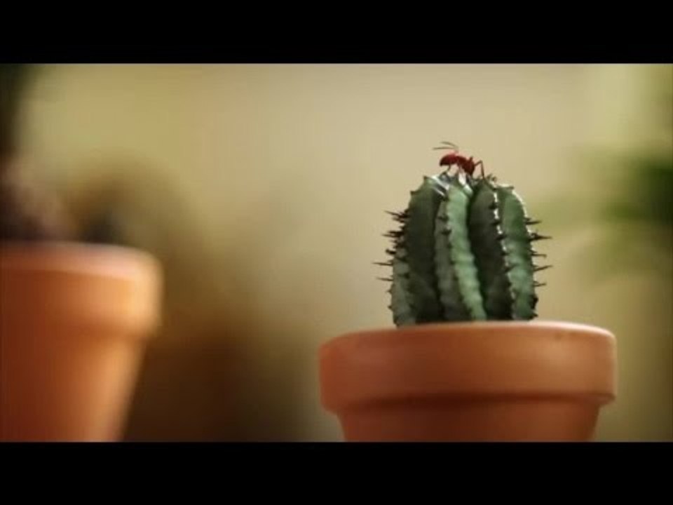 Minuscule - Season 2 (20 minutes Compilation) #1