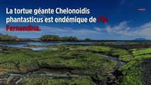 Une tortue géante que l'on pensait éteinte découverte aux Galapagos