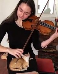 Ce chaton est hypnotisé par le violon joué au-dessus de lui !