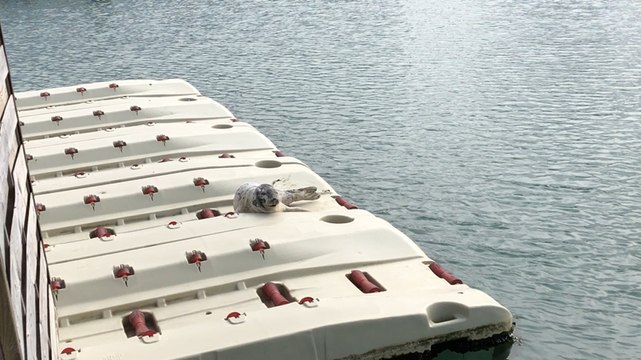 Un phoque se repose aux Sables