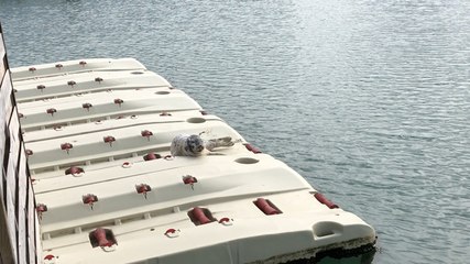 Un phoque se repose aux Sables