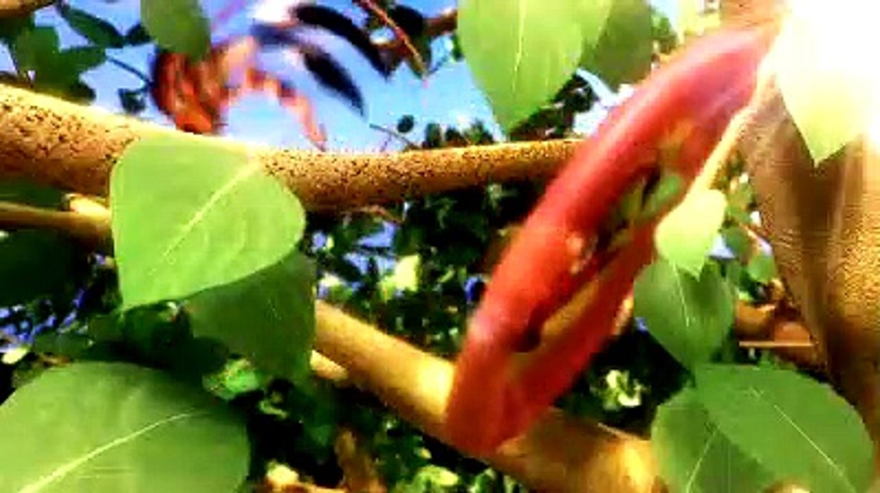 Crash of the Titans - Monster Truck