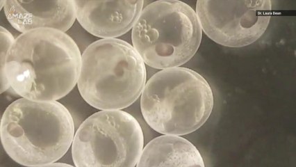 The Mystery of the Fish Called Mary and Her ‘Virgin’ Birth has Been Solved