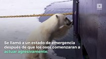 Invasión de osos polares causa estado de emergencia en Rusia