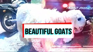 Very Beautiful Goats Sohrab Goth Mandi 2019